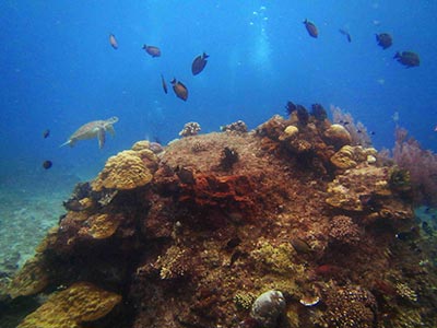 Dream Divers Unterwasserfotos