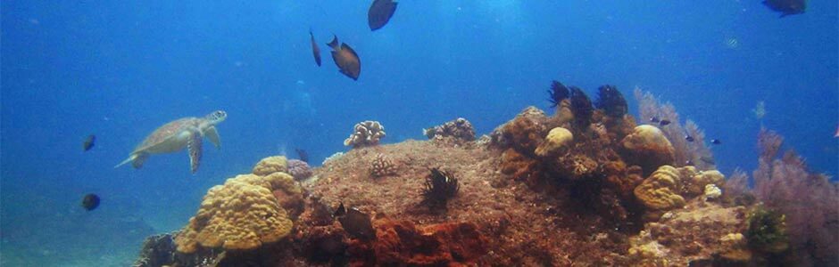 Dream Diver Unterwasserfotos